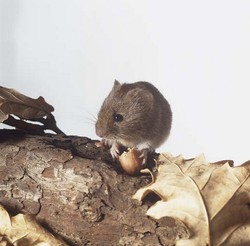 Um dormouse